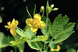 Chelidonium majus (Schöllkraut)