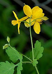 Schöllkraut - Stengel mit Blüte