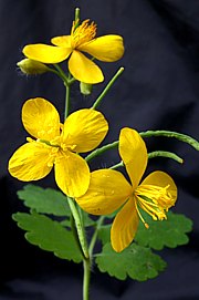 Schöllkraut mit Blüten