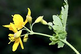 Schöllkraut mit Blüte und Blatt