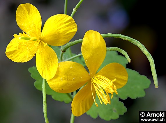 Schöllkraut (Chelidonium majus)