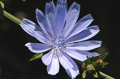 Einzelne Blüte der Gewöhliche Wegwarte (Cichorium intybus)