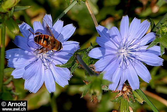 Zwei Blüten der Wegwarte