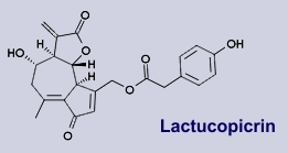 Lactucopicrin - Inhaltsstoff der Wegwarte
