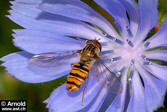 Wegwartenblüte mit einer Wespenfliege