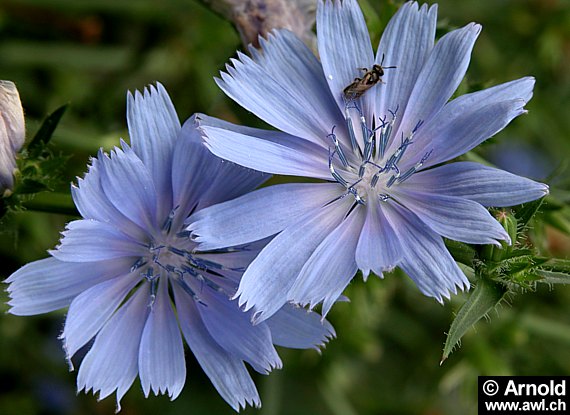 Bild der Wegwarte (Cichorium intybus) mit Blüten