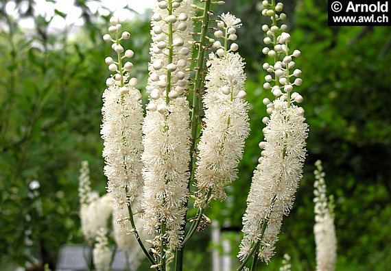 Blühende Traubensilberkerze im Garten