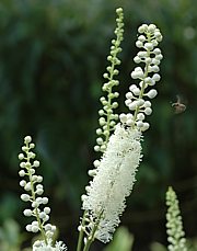 Cimicifuga racemosa - Traubensilberkerze