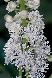 Cimicifuga racemosa - Traubensilberkerze