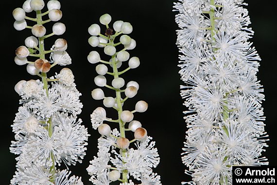 Blühende Traubensilberkerze-Pflanzen