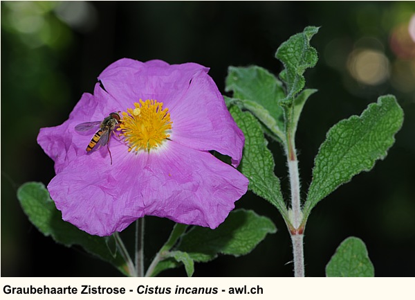 Zistrose - Cistus incanus