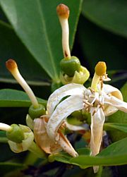 Citrus aurantium - Pomeranze, Bitterorange