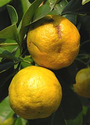 Citrus aurantium - Pomeranze, Bitterorange