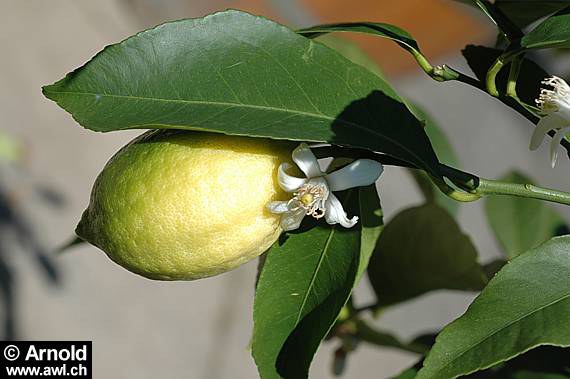 Zitrone (Citrus limon)