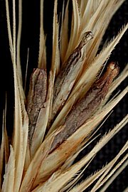 Claviceps purpurea - Mutterkorn