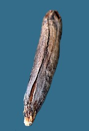 Claviceps purpurea - Mutterkorn