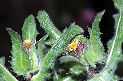 Benediktenkraut (Kardobenediktenkraut)