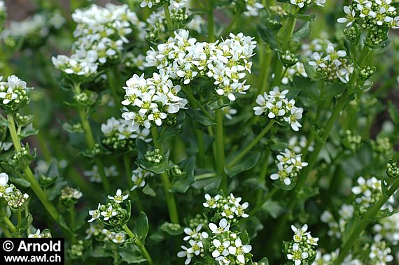 Cochlearia officinalis - Löffelkraut