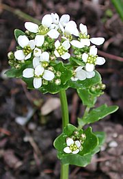 Cochlearia officinalis - Löffelkraut