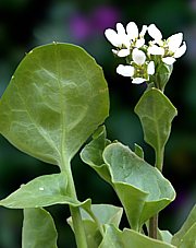 Cochlearia officinalis - Löffelkraut