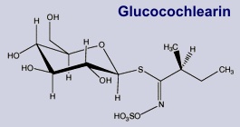 Glucocochlearin - Inhaltsstoff des Löffelkrautes