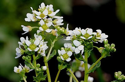 Echtes Löffelkraut (Cochlearia officinalis)