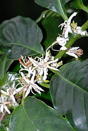 Coffea arabica - Kaffeestrauch