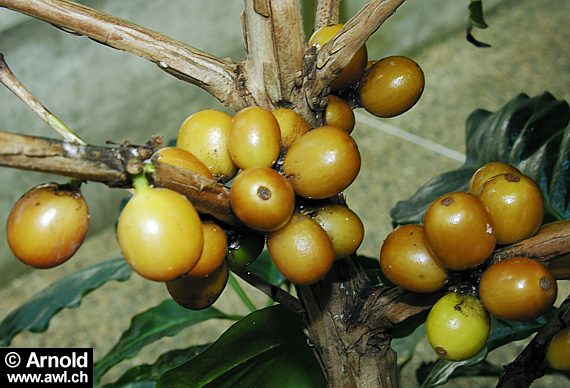 Coffea arabica - Kaffeestrauch