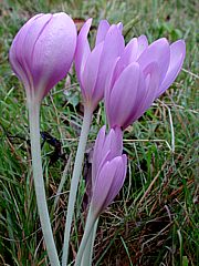 Colchicum autumnale - Herbstzeitlose