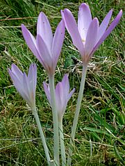 Colchicum autumnale - Herbstzeitlose