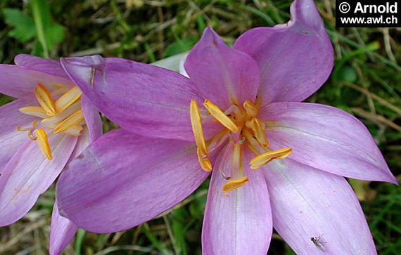 Makroaufnahme einer Blüte der Herbstzeitlose