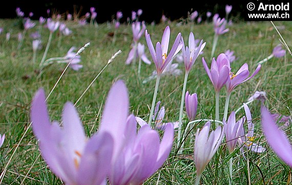 Colchicum autumnale - Herbstzeitlose