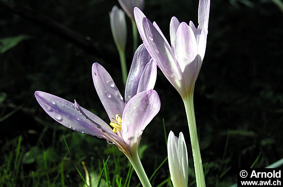 Herbstzeitlosepflanzen (Colchicum autumnale)