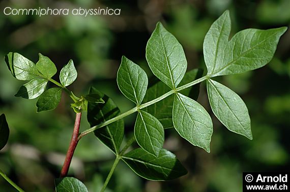 Echte Myrrhe, Myrrhenbaum (Commiphora myrrha)