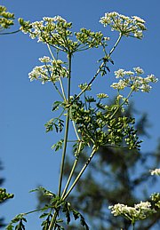 Conium maculatum - Bild 1