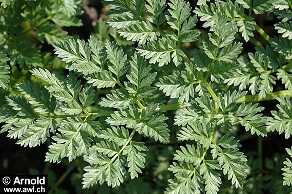 Das Blatt des Gefleckten Schierlings (Conium maculatum)