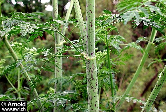 Gefleckter Schierling - Pflanze mit Stengel