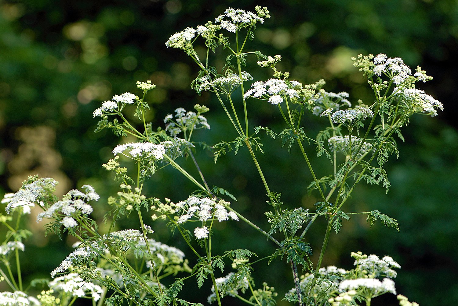 Gefleckter Schierling Conium Maculatum Giftpflanze AWL ch
