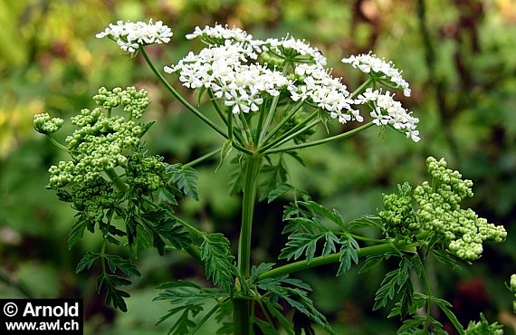 Gefleckter Schierling Conium Maculatum Giftpflanze AWL ch