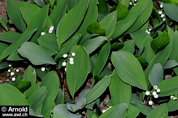 Maiglöckchen - Convallaria majalis