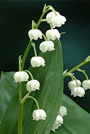 Convallaria majalis - Maiglöckchen