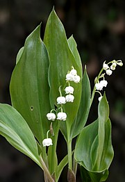 Convallaria majalis - Maiglöckchen 