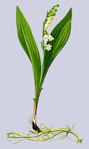 Convallaria majalis - Maiglöckchen