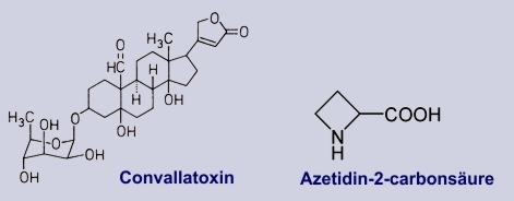Convallatoxin, Azetidin-2-carbonsäure - Inhaltsstoffe des Maiglöckchens