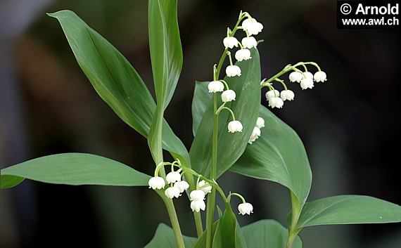 Maiglöckchen (Convallaria majalis)