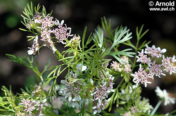 Koriander (Coriandrum sativum)