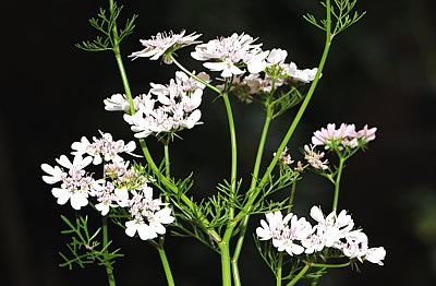 Koriander (Coriandrum sativum)