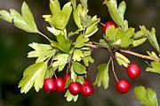 Eingriffeliger Weissdorn - Ast mit Blättern und Beeren