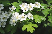 Weissdorn - Zweig mit Blüten und Blättern