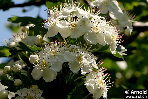 Weissdorn (Crataegus monogyna)